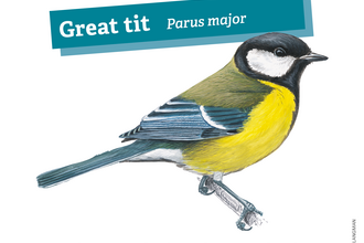Great tit birdsong ID: tea-cher tea-cher