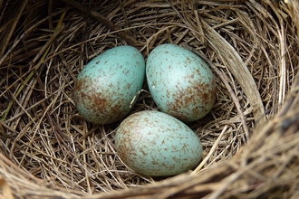 Blackbird eggs