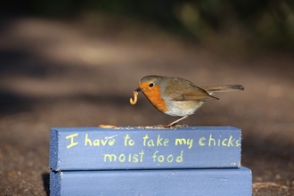 Robin with live mealworm on top of block that says 'I have to take my chick moist food'