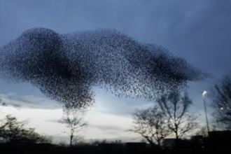 Starling murmuration