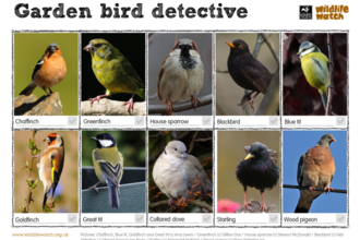 Garden bird detective