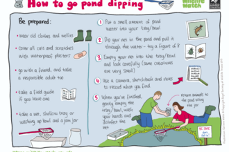 How to go pond dipping