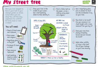 My street tree worksheet