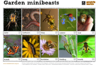 Garden minibeasts