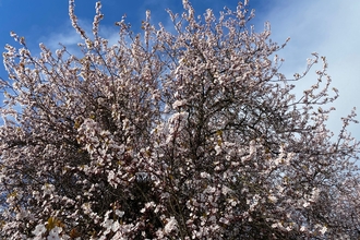 Blossom tree and blue sky