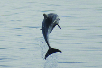 White Beaked Dolphin (C) Stuart Baines