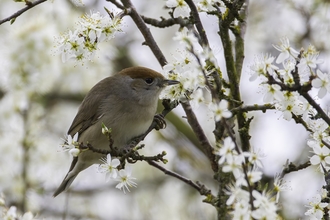 female Blackcap © Barry Wardley 2021