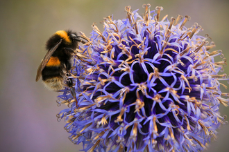 Buff-tailed bumblebee (c) Jon Hawkins