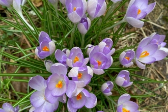 Crocus flowers (C) Claire Burton