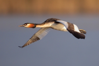 Great Crested Grebe © Allen Holmes 2021