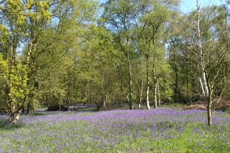 Bluebell woodland