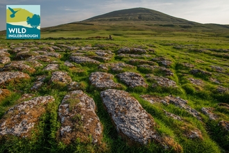 Exposed limestone pavement on the lower slopes of Ingleborough mountain in the Wild Ingleborough project site © Andrew Parkinson, WWF-UK (1).jpg 