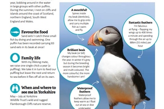 An image of our puffin fact file from our Puffin Protector Pack