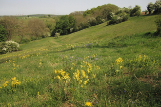 Thompson's meadow at Brockadale, early spring (yellow flowers on a grass hillside with trees in the distance)