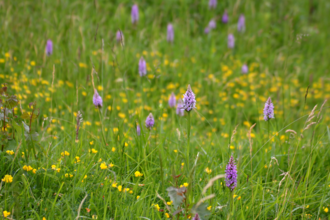 Meadow view at Brockadale