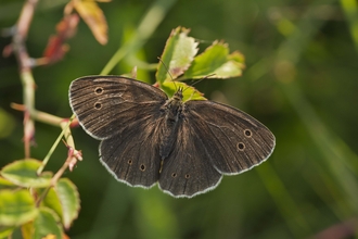 Ringlet