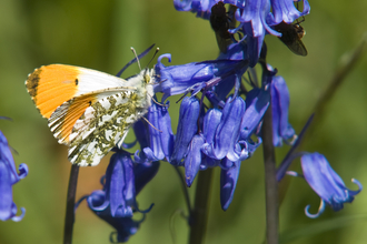 Orange-tip Butterfly