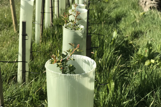 Row of young tree saplings with tree guards around next to stone wall