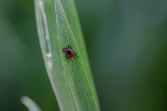 Tick on blade of grass