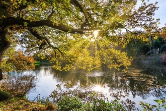 Autumn tree and river