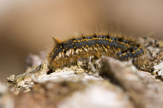 Drinker moth caterpillar