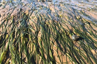 An established patch of seagrass.