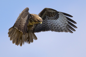 Buzzard in flight 2 - Jon Hawkins
