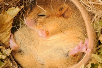 Hazel dormouse curled up in a ball inside a cosy looking nest - Terry Whittaker/2020VISION