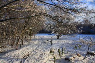 Snowy, sunny woodland