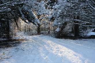 Potteric Carr in snow
