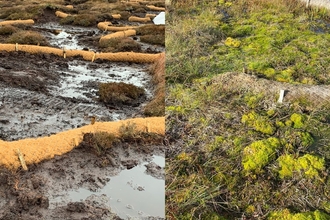 Left half: open, bare peat, coir rolls dotted about but very visible. Right half: substantial vegetation, pools of water, coir rolls barely visible