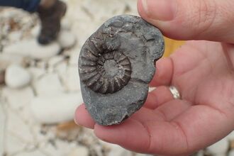 Ammonite fossil