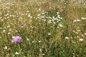 A colourful wildflower meadow in Staveley