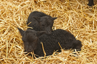 Hebridean lamb twins cuddling in hay