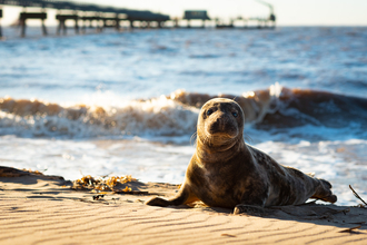 Seal laid on the beach looking at the camera