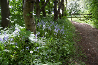 Photograph of footpath with gate at the end and lilac flowers lining the footway. Taken at Askham Bog in summer