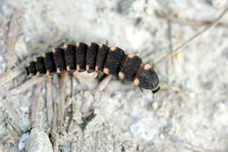 Image showing a glow-worm