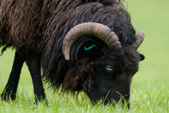 A Hebridean sheep grazing in a field. Photograph by Tom Marshall