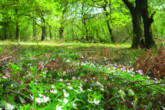 Photograph of Maltby Low Common woodland and flowers