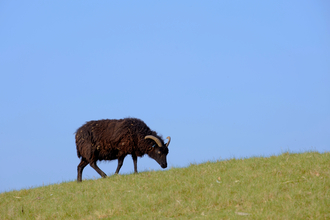 Sheep grazing on a grassy hillside by Sheep - Terry Whittaker2020VISION