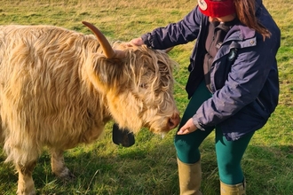 Our Conservation Grazing Manager, Charlotte Dring fussing One of our Highland cows wearing a No Fence collar.