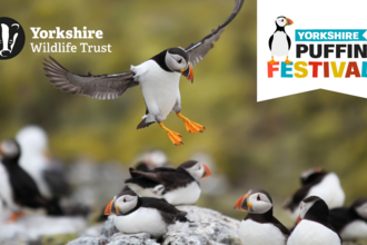 Yorkshire Puffin Fest banner. Image description: A puffin coming in to land amongst several other puffins huddled on a chalk cliff.