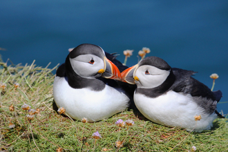 Puffins in Love!