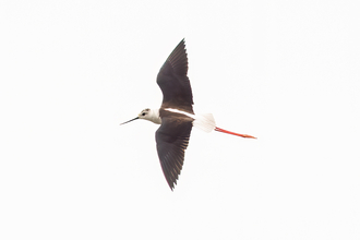 Photo of flying black-winged stilt 