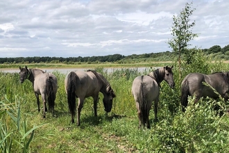 Konik Ponies at Potteric Carr