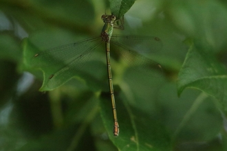 Photo of willow emerald damselfly Credit Allen Holmes