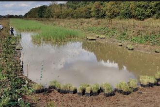 Volunteers planting reeds at North Cave Wetlands - Photo by Paul Wray