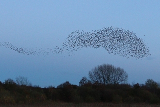 Starling murmuration in shape of a tadpole