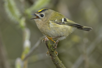 A goldcrest perched on a branch and singing
