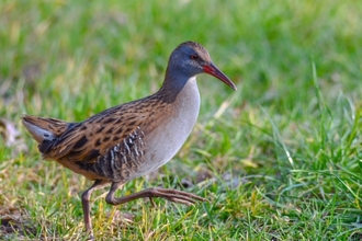 Water rail striding through grass